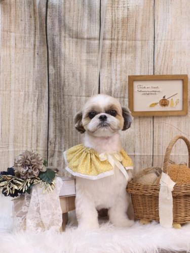 20241023あずきちゃん